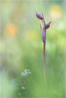 Kleinblütiger Zungenstendel (Serapias parviflora), Korsika
