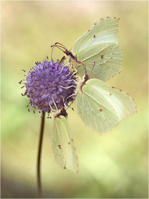 Zitronenfalter (Gonepteryx rhamni), Weibchen, Schweden, Dalsland