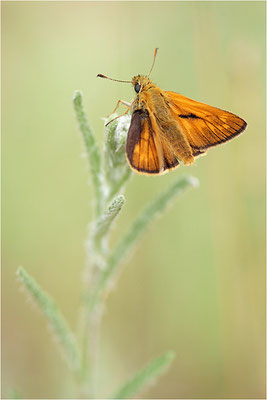 Rostfarbiger Dickkopffalter (Ochlodes sylvanus), Deutschland, Brandenburg