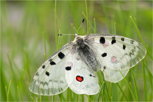 Roter Apollo (Parnassius apollo thiemo), Deutschland, Baden-Württemberg