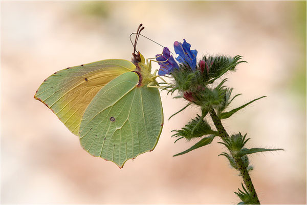 Mittelmeer-Zitronenfalter (Gonepteryx cleopatra), Männchen, Frankreich, Ardèche