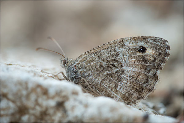 Rotbindiger Samtfalter (Arethusana arethusa), Frankreich, Drôme