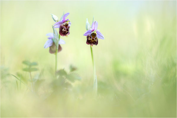 Ophrys fuciflora