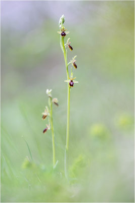 Ophrys x apicula (Ophrys insectifera x ophrys araneola)