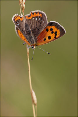 Kleiner Feuerfalter (Lycaena phlaeas), Deutschland, Baden-Württemberg