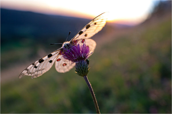 Roter Apollo (Parnassius apollo nivatus), Frankreich, Dep. Jura