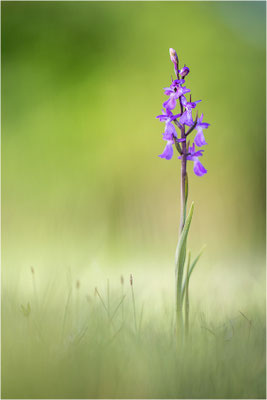 Sumpf-Hundswurz (Anacamptis palustris), Gotland, Schweden
