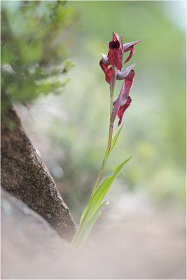 Herzförmiger Zungenstendel (Serapias cordigera), Korsika