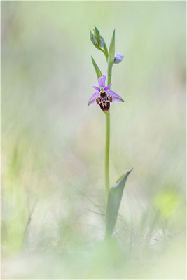 Ophrys scolopax, Plaines-des-Maures, Var