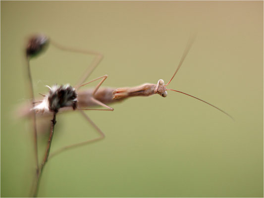 Europäische Gottesanbeterin (Mantis religiosa), Männchen, Deutschland, Baden-Württemberg