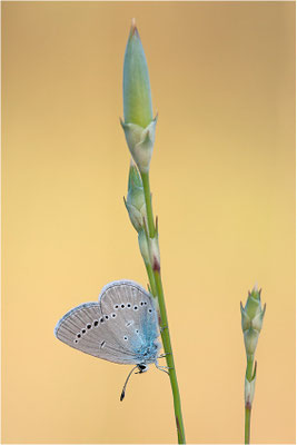 Kleiner Alpenbläuling (Cupido osiris), Weibchen, Frankreich, Ardèche