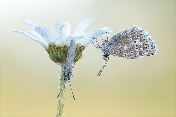 Himmelblauer Bläuling (Polyommatus bellargus), Deutschland, Baden-Württemberg