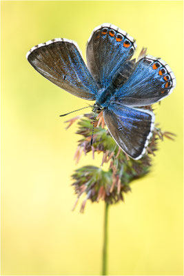 Himmelblauer Bläuling (Polyommatus bellargus f. cerones), Weibchen, Deutschland, Baden-Württemberg