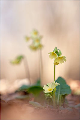 Hohe Schlüsselblume (Primula elatior), Deutschland, Baden-Württemberg