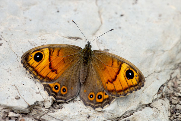 Braunauge (Lasiommata maera), Frankreich, Dep. Isere
