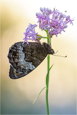 Kleiner Waldportier (Hipparchia alcyone), Frankreich, Dep. Alpes-de-Haute-Provence
