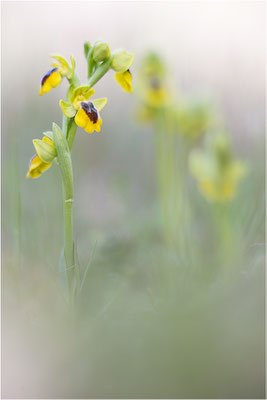 Ophrys lutea