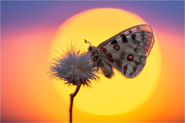 Roter Apollo (Parnassius apollo nivatus), Frankreich, Dep. Jura