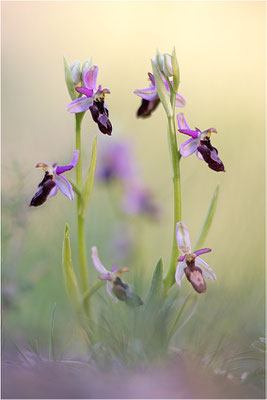 Drôme-Ragwurz (Ophrys drumana), Frankreich, Dep. Drôme