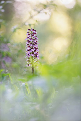 Purpur-Knabenkraut (Orchis purpurea), Deutschland, Baden-Württemberg