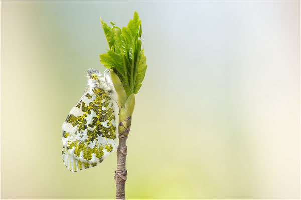 Aurorafalter (Anthocharis cardamines), Weibchen, Deutschland, Baden-Württemberg