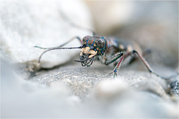 Dünen-Sandlaufkäfer (Cicindela transversalis pseudoriparia), Frankreich, Dep. Savoie