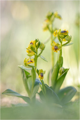 Ophrys corsica