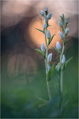 Weißes Waldvöglein (Cephalanthera damasonium), Deutschland, Baden-Württemberg