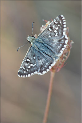 Spätsommer Würfel-Dickkopffalter (Pyrgus cirsii), Frankreich, Ardèche