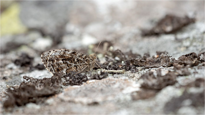 Rostbinde (Hipparchia semele), Schweden, Östergötland