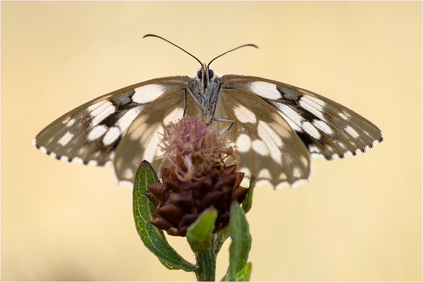 Schachbrettfalter (Melanargia galathea f. leucomelas), Weibchen, Frankreich, Ardèche