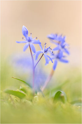 Zweiblättriger Blaustern (Scilla bifolia), Deutschland, Baden-Württemberg