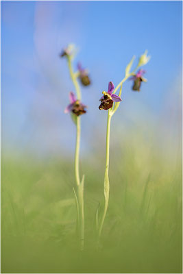 Ophrys fuciflora