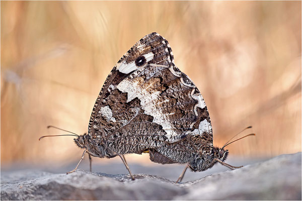 Weißer Waldportier (Brintesia circe), Paarung, Frankreich, Ardèche