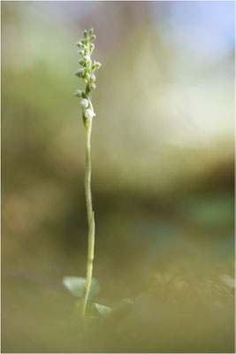 Kriechendes Netzblatt (Goodyera repens), Deutschland, Bayern, Oberfranken