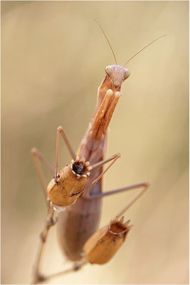 Europäische Gottesanbeterin (Mantis religiosa), Weibchen, Deutschland, Baden-Württemberg