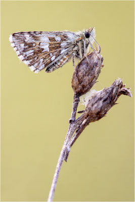 Zweibrütiger Würfel-Dickkopffalter (Pyrgus armoricanus), Frankreich, Dep. Isere