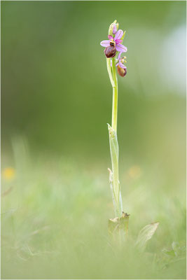 Ophrys aveyronensis