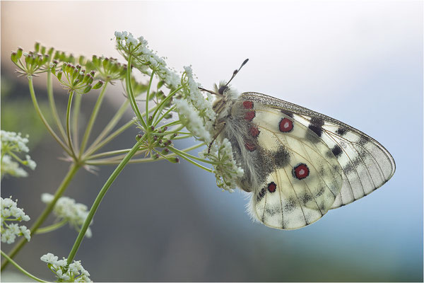 Roter Apollo (Parnassius apollo pedemontanus), Italien, Region Aostatal