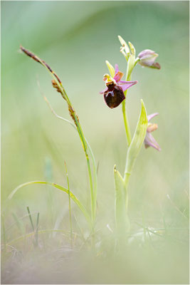 Moris Ragwurz (Ophrys morisii)
