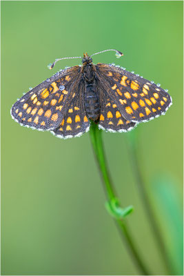 Östlicher Scheckenfalter (Melitaea britomartis), Deutschland, Bayern