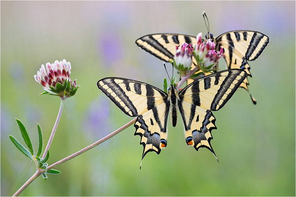 Südlicher Schwalbenschwanz (Papilio alexanor destelensis), Männchen, Frankreich, Var