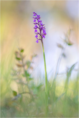 Kleine Hundswurz (Anacamptis morio picta), Dep. Var, Frankreich