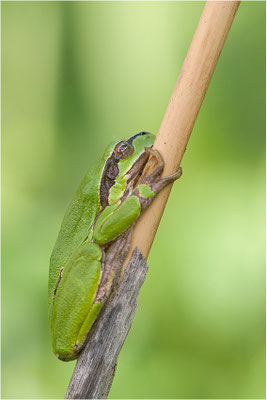 Laubfrosch (Hyla arborea), Deutschland, Baden-Württemberg