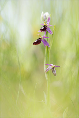 Drôme-Ragwurz (Ophrys drumana), Frankreich, Dep. Drôme