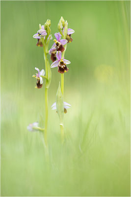 Hummel-Ragwurz (Ophrys fuciflora), Südlicher Oberrhein, Baden-Württemberg