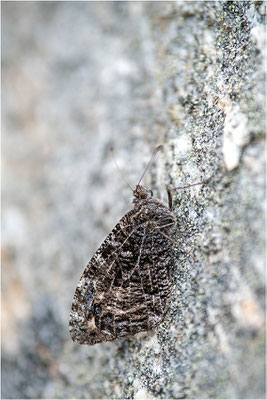 Rostbinde (Hipparchia semele), Schweden, Bohuslän