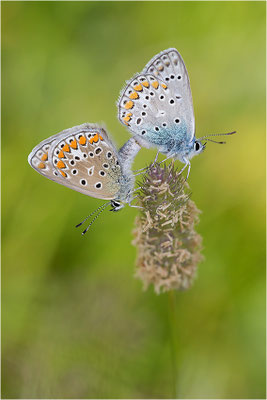 Gemeiner Bläuling (Polyommatus icarus), Paarung, Italien, Aosta, 2100m
