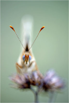 Flockenblumen-Scheckenfalter (Melitaea phoebe), Frankreich, Aveyron
