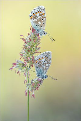 Himmelblauer Bläuling (Polyommatus bellargus), Deutschland, Baden-Württemberg